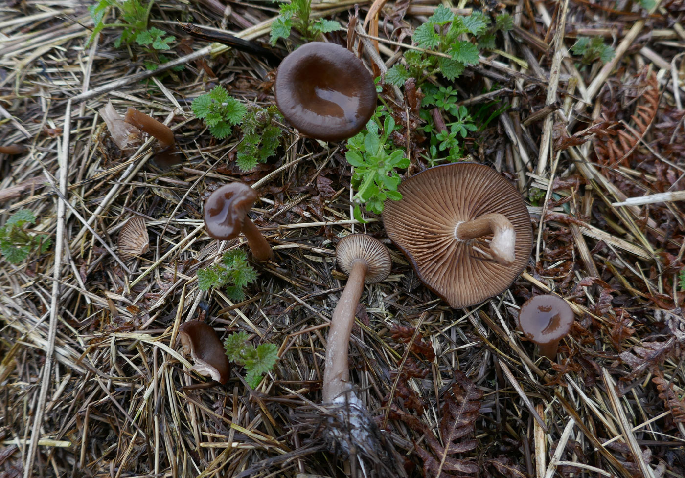 Photo by Jackie Ewan Pseudoclitocybe cyathiformis by Jackie Ewan